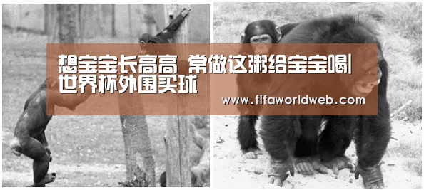 世界杯外围买球